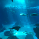 Lisbon aqaurium